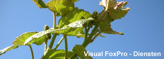 foxpro_header02.jpg
