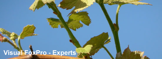 foxpro_header04.jpg